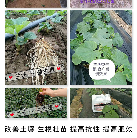 益生根-蘭沃農(nóng)業(yè)