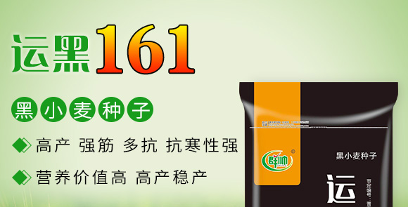 運黑161-黑小麥種子