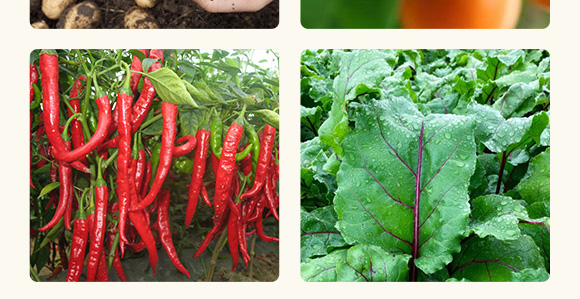 高抗1號(hào)菌(農(nóng)用微生物菌劑)-五道豐 高抗1號(hào)菌(農(nóng)用微生物菌劑)-五道豐