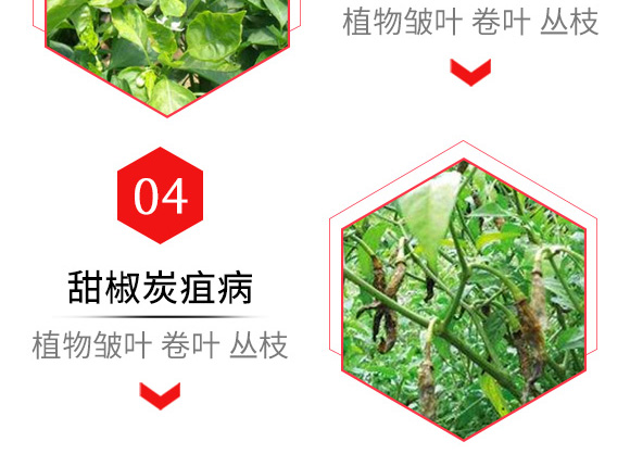 烯·羥·硫酸銅(80g)-倍爾農(nóng)化 烯·羥·硫酸銅(80g)-倍爾農(nóng)化