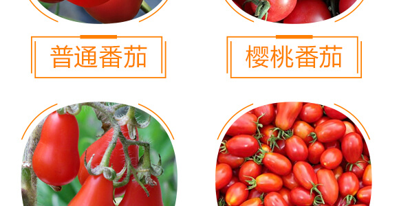 番茄专用�U�满�?丽美�?中农恒大_09.jpg