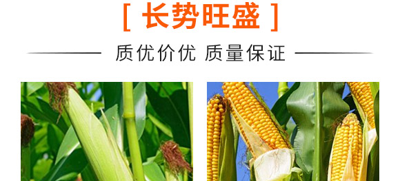 ���A909-���׷N��-��ɷN�I(y��)