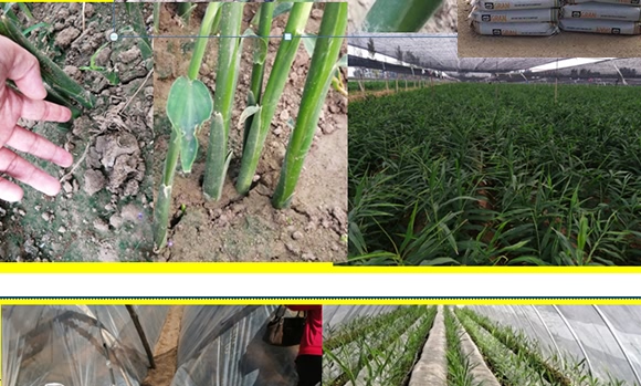 硝基復(fù)合肥16-8-21-九星惠農(nóng)