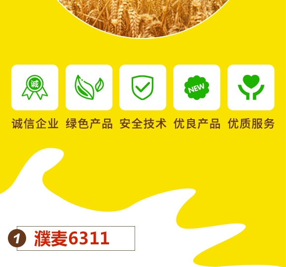 濮麥6311-小麥種子-邦邦種業(yè) 濮麥6311-小麥種子-邦邦種業(yè)