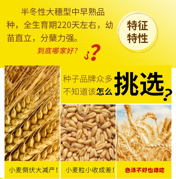 鄭品麥27號-小麥種子-邦邦種業(yè)