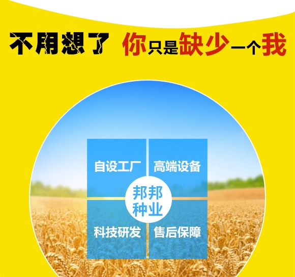 鄭品麥27號-小麥種子-邦邦種業(yè)