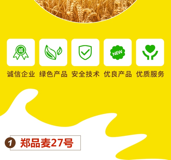 鄭品麥27號-小麥種子-邦邦種業(yè)