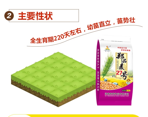 鄭品麥27號-小麥種子-邦邦種業(yè)