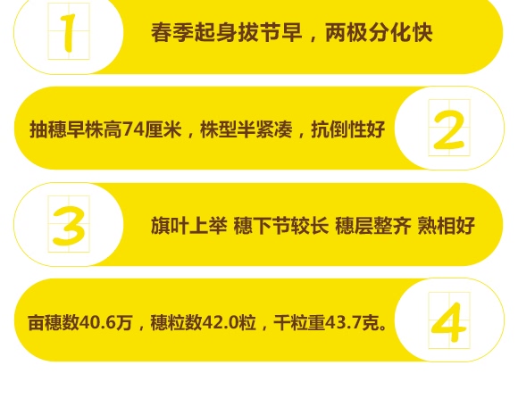 鄭品麥27號-小麥種子-邦邦種業(yè)