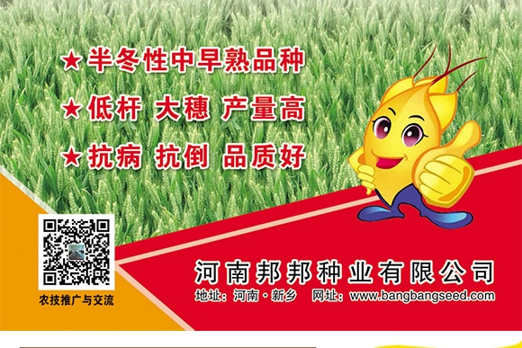 鄭品麥27號-小麥種子-邦邦種業(yè)