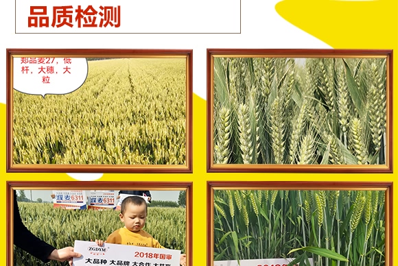 鄭品麥27號-小麥種子-邦邦種業(yè)