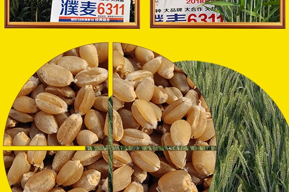 鄭品麥27號-小麥種子-邦邦種業(yè)