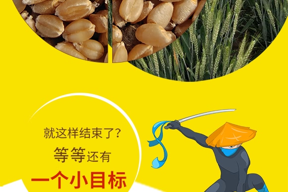 鄭品麥27號-小麥種子-邦邦種業(yè)