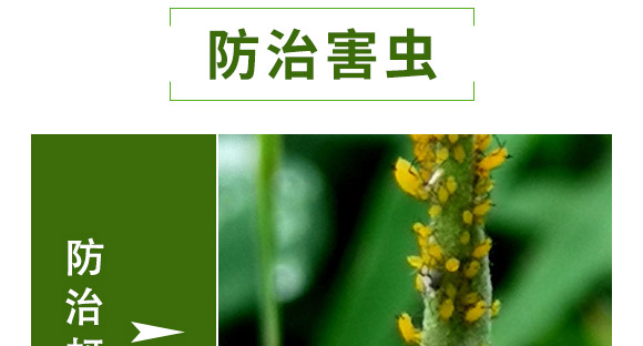 全管一月凈-萱化威遠(yuǎn)