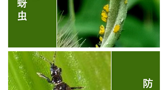 全管一月凈-萱化威遠(yuǎn)