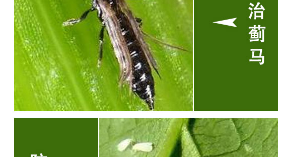 全管一月凈-萱化威遠(yuǎn)