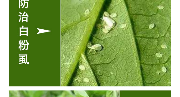 全管一月凈-萱化威遠(yuǎn)