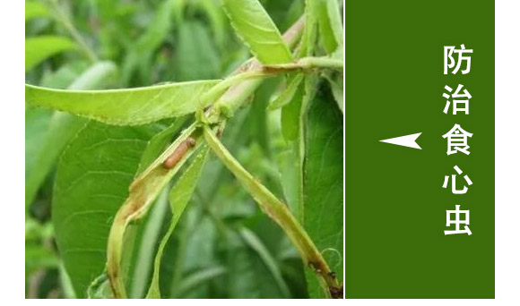 全管一月凈-萱化威遠(yuǎn)