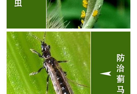 萱化月閑-萱化威遠(yuǎn)