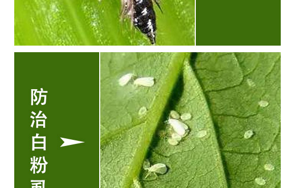 萱化月閑-萱化威遠(yuǎn)