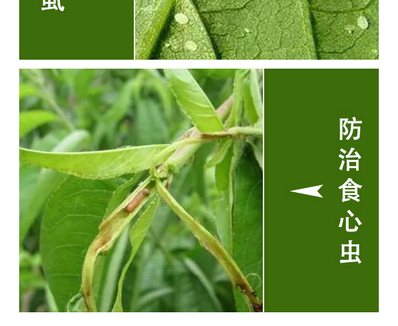 萱化月閑-萱化威遠(yuǎn)