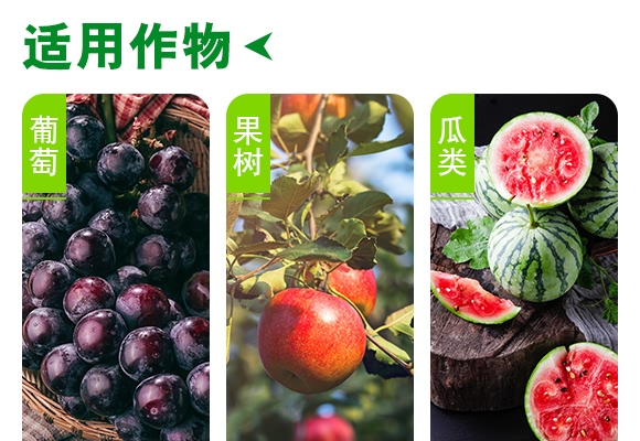 �������-����ɭ