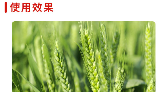 中麥666-麥種貴族-龍大種業(yè) 中麥666-麥種貴族-龍大種業(yè)