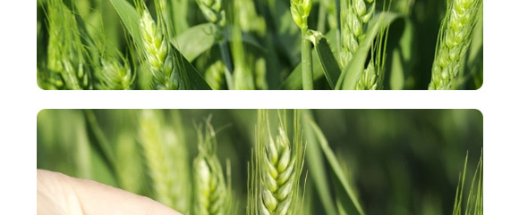 中麥666-麥種貴族-龍大種業(yè) 中麥666-麥種貴族-龍大種業(yè)