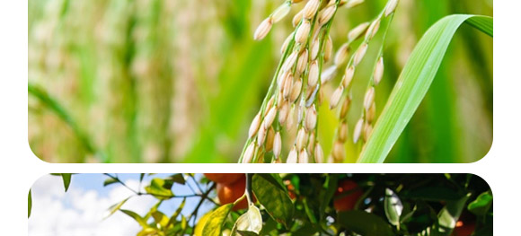 復(fù)合微生物菌劑-菌生金（2億/克）-貴天化