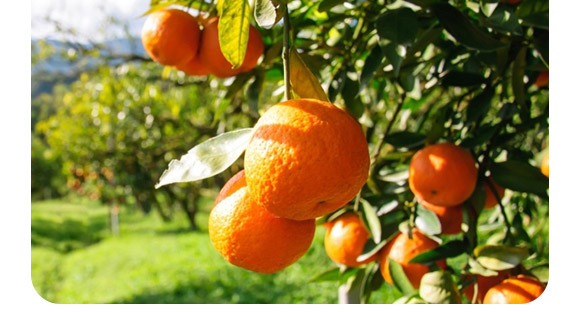 復(fù)合微生物菌劑-菌生金（2億/克）-貴天化