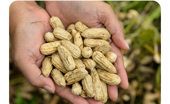 復(fù)合微生物菌劑-菌生金（2億/克）-貴天化