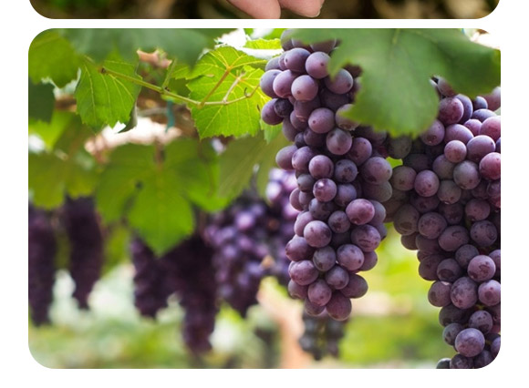 復(fù)合微生物菌劑-菌生金（2億/克）-貴天化