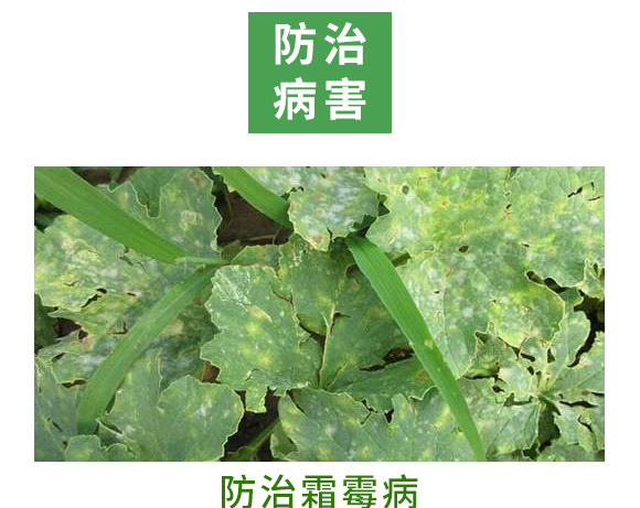 銀離子重茬根腐特抑劑-萬稼能-乾農(nóng) 銀離子重茬根腐特抑劑-萬稼能-乾農(nóng)
