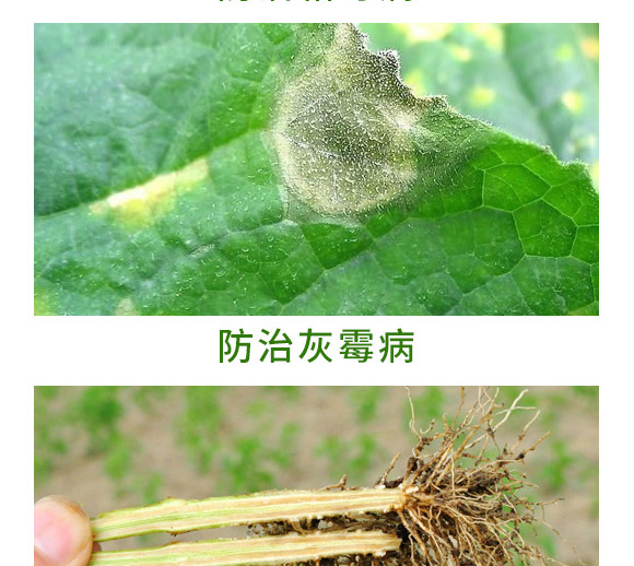 銀離子重茬根腐特抑劑-萬稼能-乾農(nóng) 銀離子重茬根腐特抑劑-萬稼能-乾農(nóng)