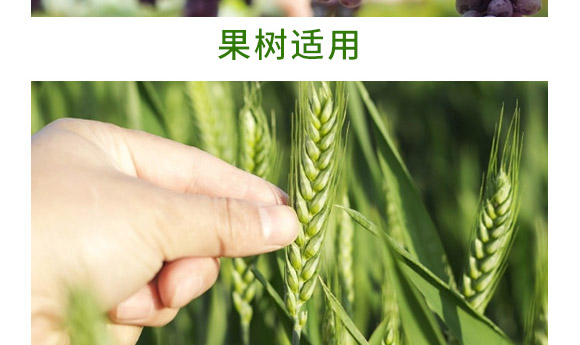 萬稼能13元素(瓶裝)-乾農(nóng) 萬稼能13元素(瓶裝)-乾農(nóng)