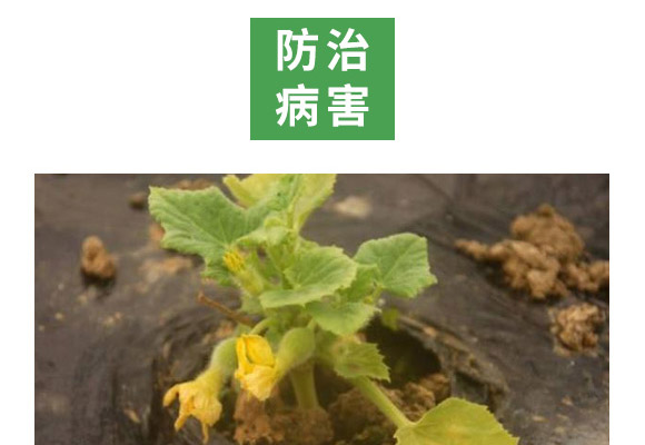 重茬根腐專(zhuān)用菌肥-萬(wàn)稼能-乾農(nóng) 重茬根腐專(zhuān)用菌肥-萬(wàn)稼能-乾農(nóng)