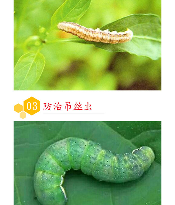 蘇云金桿菌懸浮劑-耕田人-潤(rùn)倍生物 蘇云金桿菌懸浮劑-耕田人-潤(rùn)倍生物