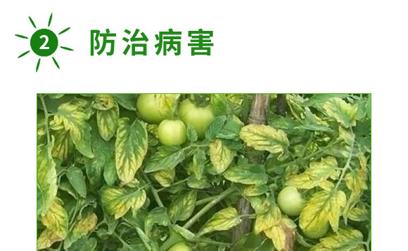 全補(bǔ)一號(hào)-艾力特-易普豐