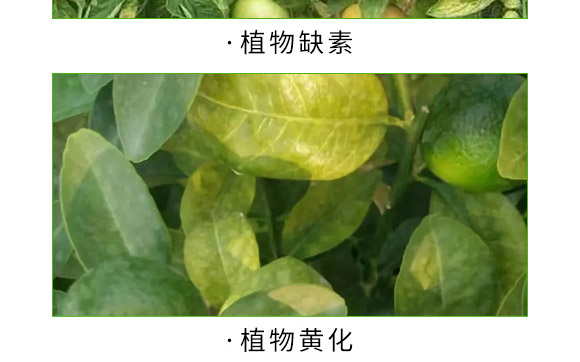 全補(bǔ)一號(hào)-艾力特-易普豐