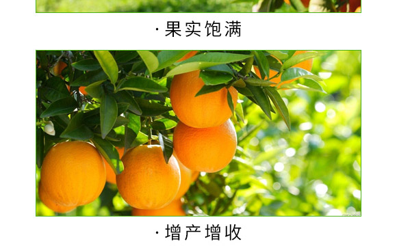 全補(bǔ)一號(hào)-艾力特-易普豐