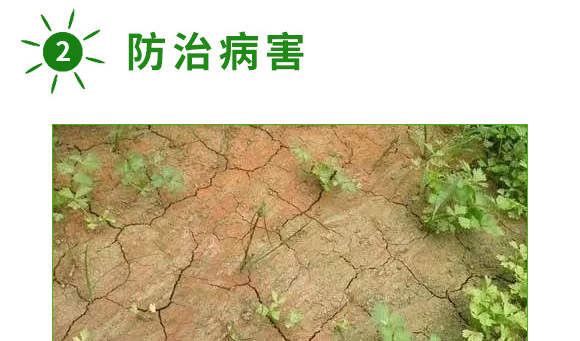 海藻+甲殼素-生根彩果-易普豐