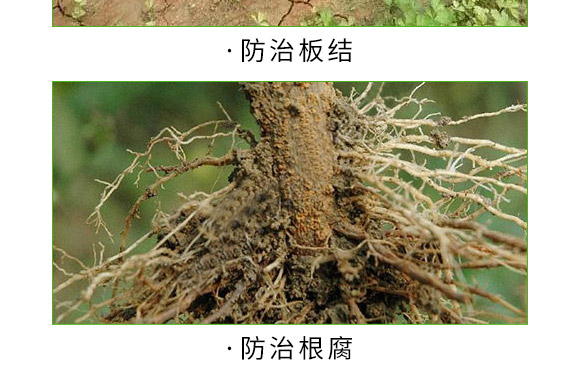 海藻+甲殼素-生根彩果-易普豐