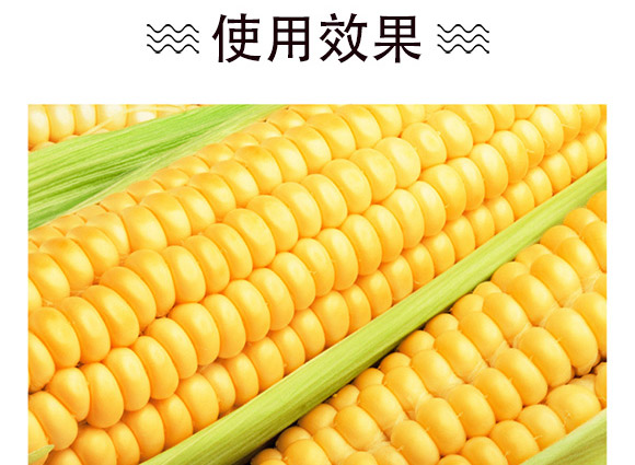 美單609-玉米(雜交)種子-中科正高 美單609-玉米(雜交)種子-中科正高