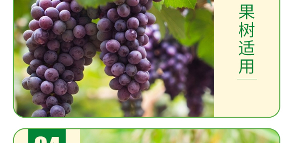 糖醇硼-葉菲微補(bǔ)-德邦葉菲 糖醇硼-葉菲微補(bǔ)-德邦葉菲