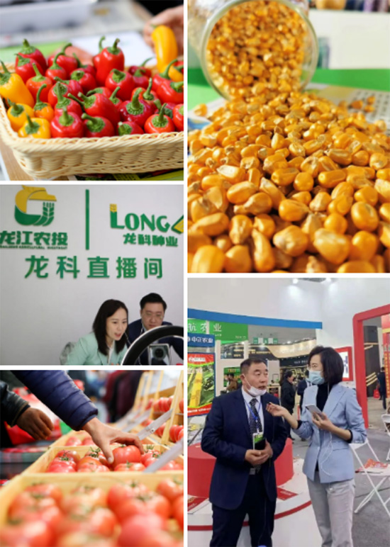 逆勢啟航|第26屆哈爾濱種業(yè)博覽會(huì)圓滿落幕 逆勢啟航|第26屆哈爾濱種業(yè)博覽會(huì)圓滿落幕