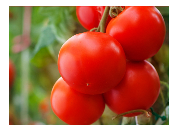 娌沖崡澶嶅疂浣滅墿淇濇姢鏈夐檺鍏徃13_05.jpg 娌沖崡澶嶅疂浣滅墿淇濇姢鏈夐檺鍏徃13_05.jpg