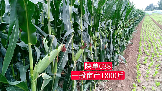 ꃆ�638���׷N��-�ÉѼ�-�Ё��r(n��ng)�I(y��)