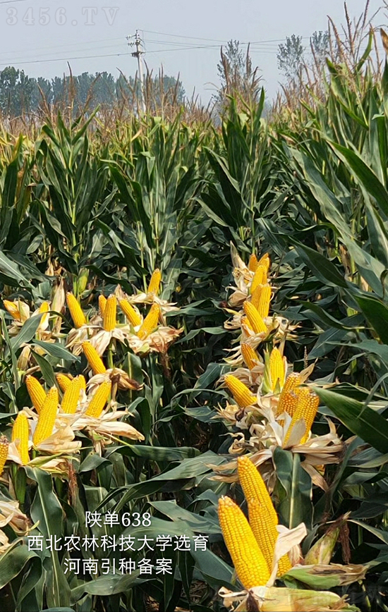 ꃆ�638���׷N��-�ÉѼ�-�Ё��r(n��ng)�I(y��)