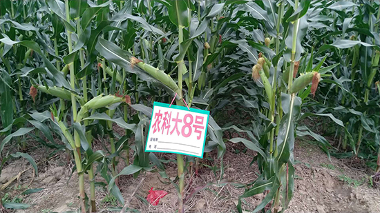 ��о�r(n��ng)�ƴ�8̖���׷N��-�ػ��w��-�Ё��r(n��ng)�I(y��)