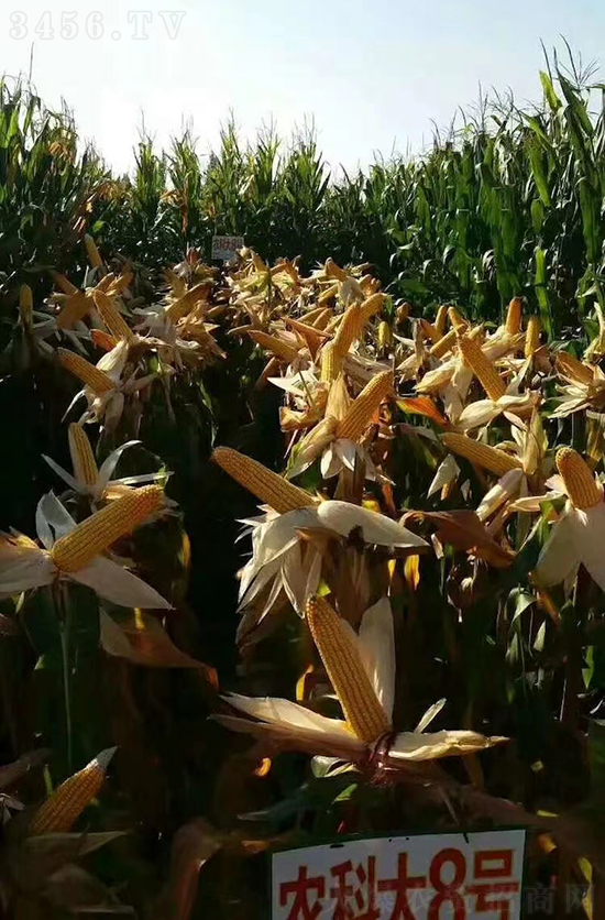 ��о�r(n��ng)�ƴ�8̖���׷N��-�ػ��w��-�Ё��r(n��ng)�I(y��)